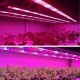 Taśma LED 5050 300D GROW do wzrostu i uprawy roślin MEiSSA 5050 5/1 IP20 14.4W/m 1m