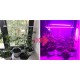 Taśma LED GROW 5730 FullSpectrum PREUMIUM 60D/m do wzrostu i uprawy roślin firmy MEiSSA 12V DC IP20 18W/M elastyczna 0,5m