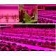 Taśma LED GROW 5730 FullSpectrum PREUMIUM 60D/m do wzrostu i uprawy roślin firmy MEiSSA 12V DC IP20 18W/M elastyczna 5m