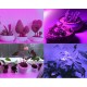 Taśma LED RGB 5050 30 LED IP65 12V DC barwa niebieska  wzrost i uprawa roślin GROW 1m