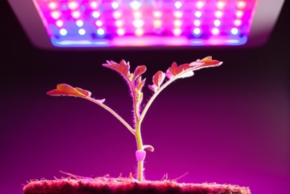 Taśma LED GROW 5630 FullSpectrum do wzrostu roślin
 