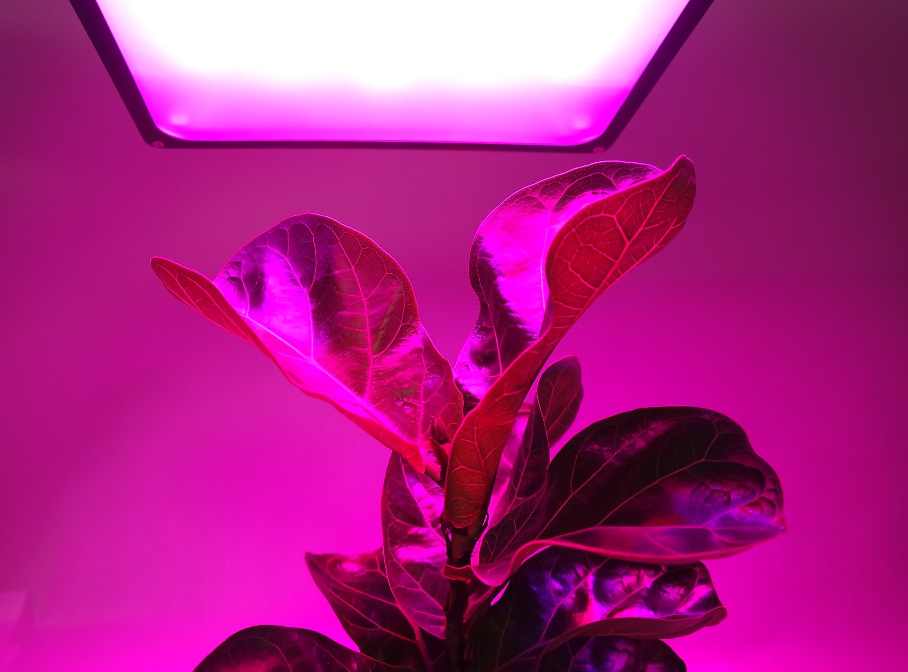 Lampa MEiSSA LED GROW ProFlora 5:1 660/630/450 nm UV 534W 534LED