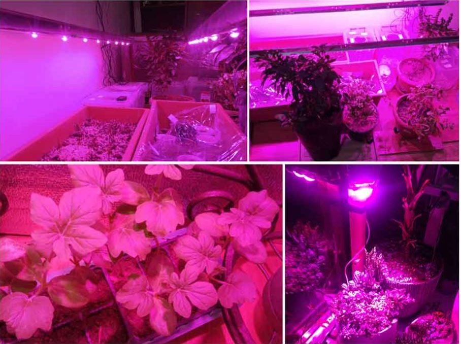 Taśma LED GROW 5730 FullSpectrum PREUMIUM 60D/m do wzrostu i uprawy roślin firmy MEiSSA 12V DC IP20 18W/M elastyczna
 