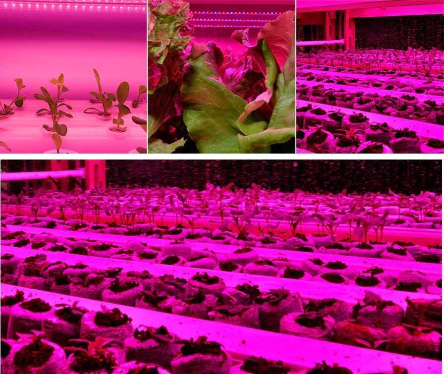 Taśma LED GROW 5730 FullSpectrum PREUMIUM 60D/m do wzrostu i uprawy roślin firmy MEiSSA 12V DC IP20 18W/M elastyczna 