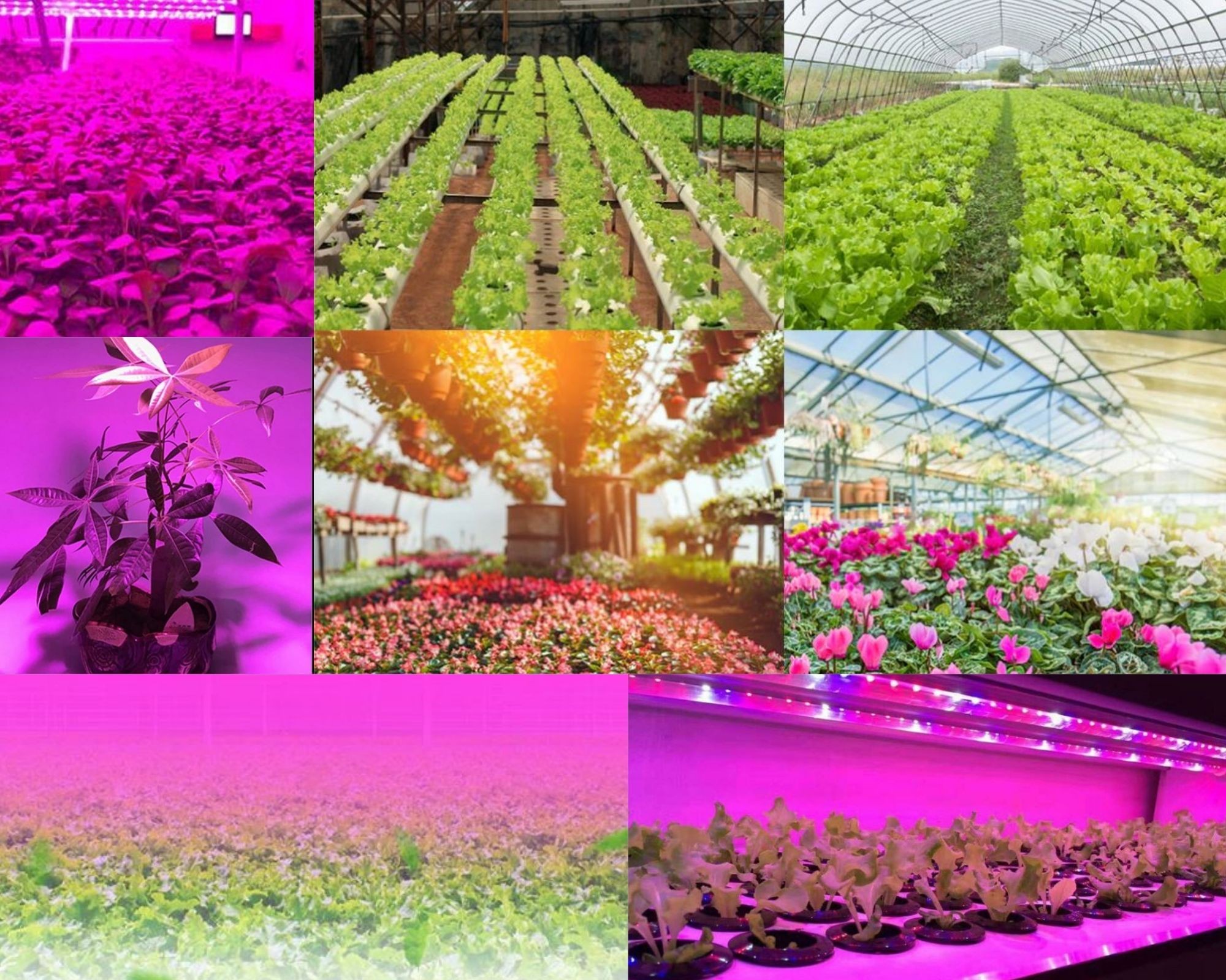 Taśma LED GROW 5730 FullSpectrum PREUMIUM 60D/m do wzrostu i uprawy roślin firmy MEiSSA 12V DC IP20 18W/M elastyczna
