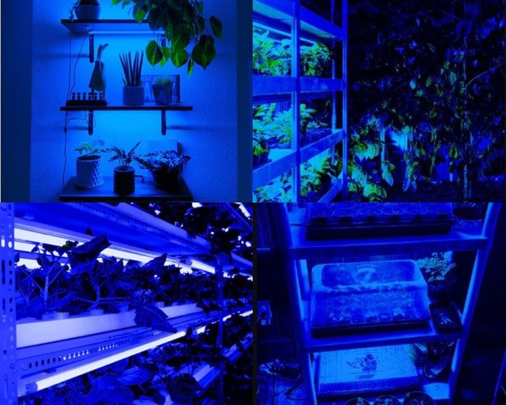 Taśma LED GROW 5630 Royal Blue 72LED/m IP20 14W/m sztywna aluminiowa niebieska taśma do wzrostu roślin, uprawy roślin 50 cm
