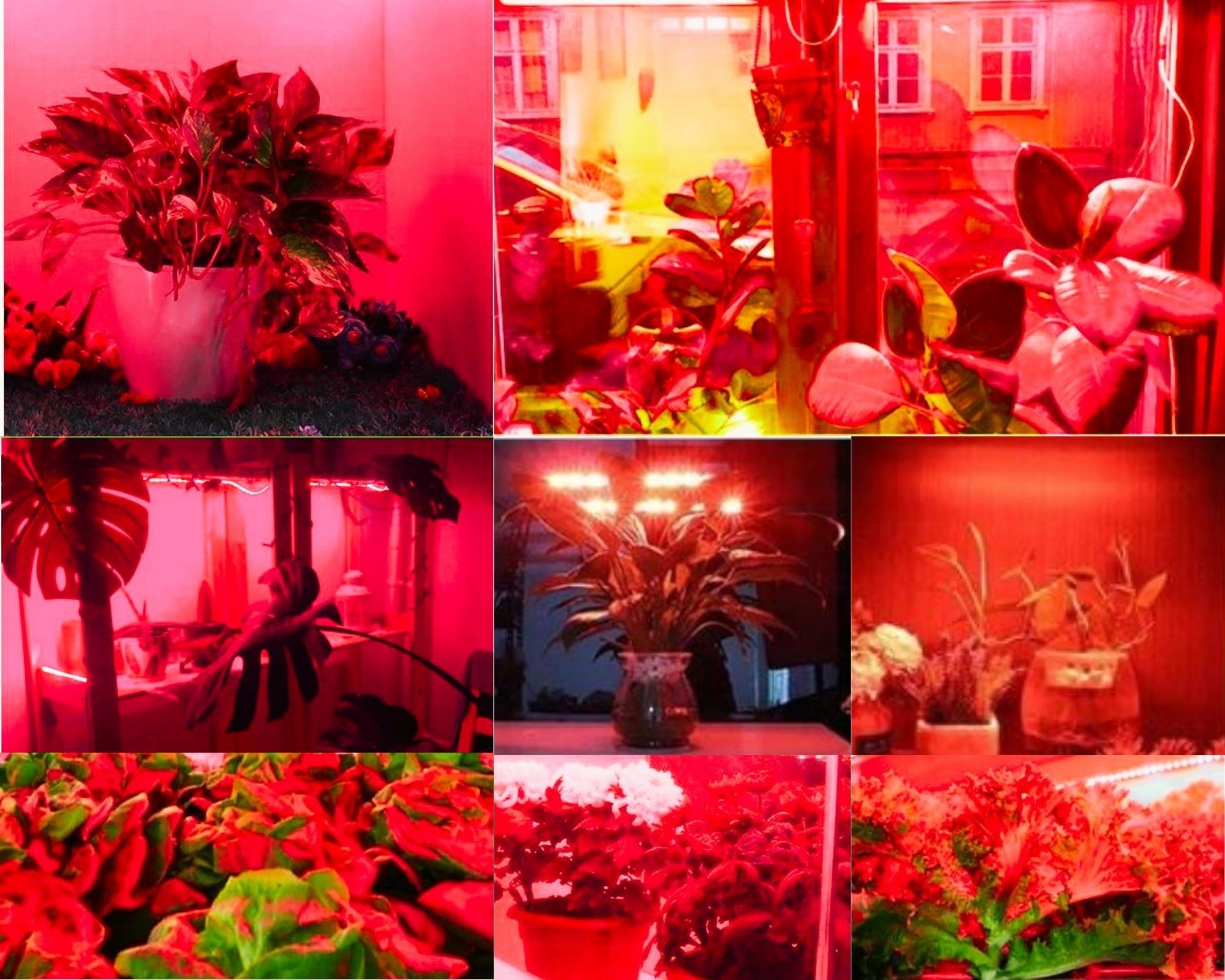 Taśma LED GROW 5630 czerwony 72LED/m IP20 14W/m sztywna aluminiowa niebieska taśma do wzrostu roślin, uprawy roślin 50 cm